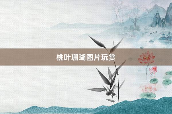 桃叶珊瑚图片玩赏